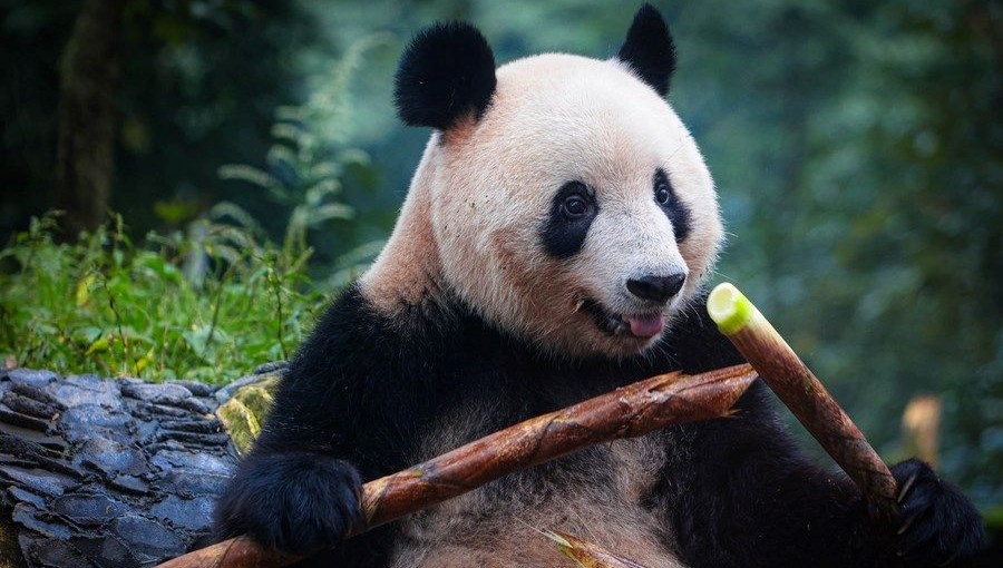 Belçika’daki panda yavruları Çin’e dönüyor