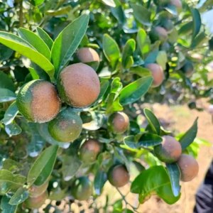 adanada narenciye meyveleri sicaklikla yaniyor hXwfzp5u