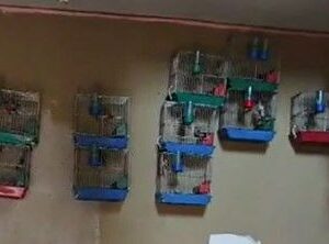 evinde 21 tane saka kusu bulunan kisiye ceza ZZH4Gwty