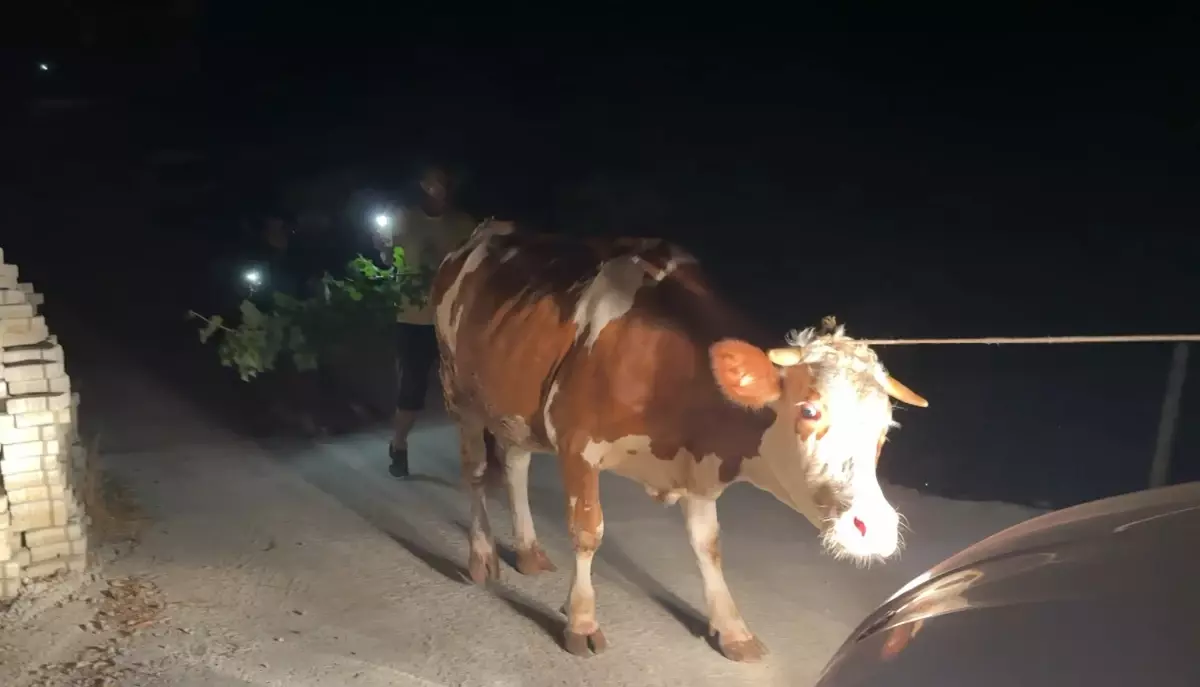 alanyada orman yangini yerlesimler tahliye edildi PkY3grJQ