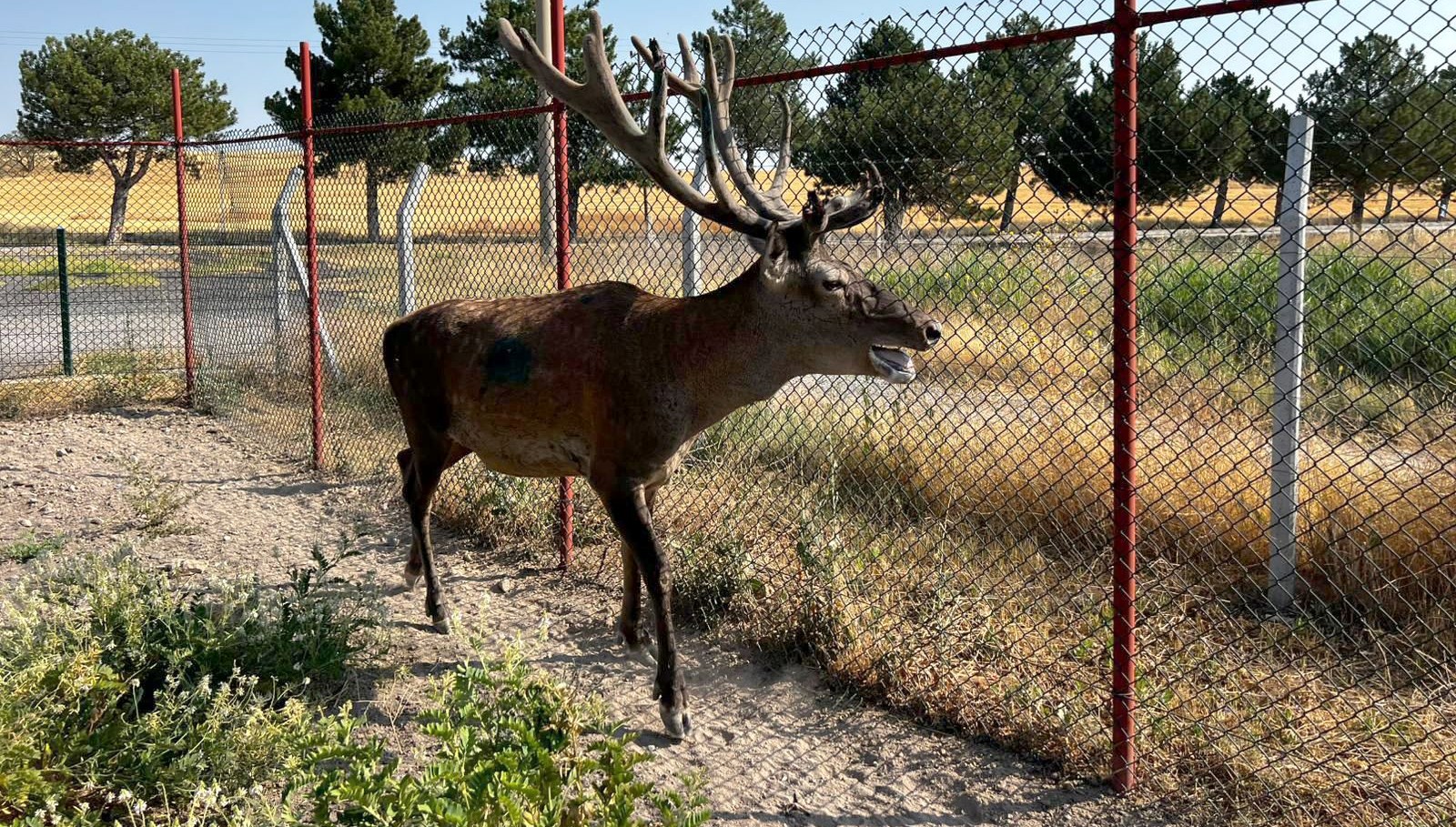 olumcul beyin kurdu salgini yeni test gelistirildi shuz8SKR