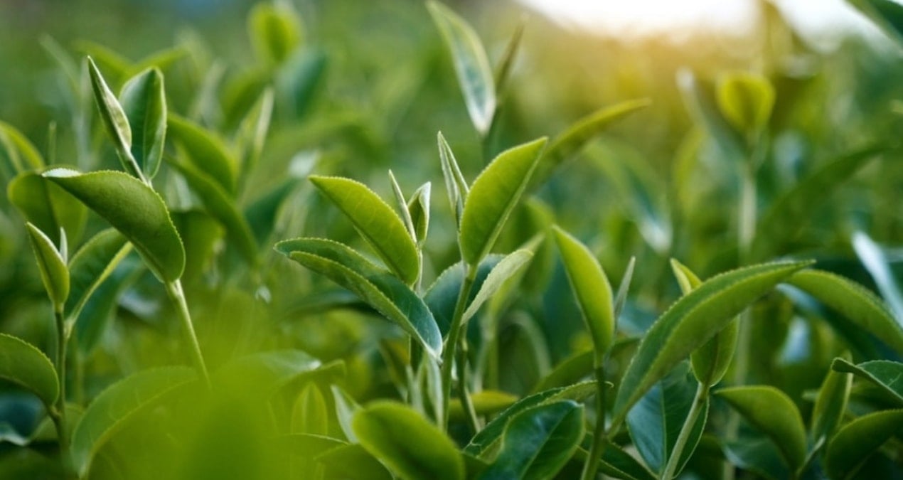 polenden gunes kremi uretildi iE6BYeli