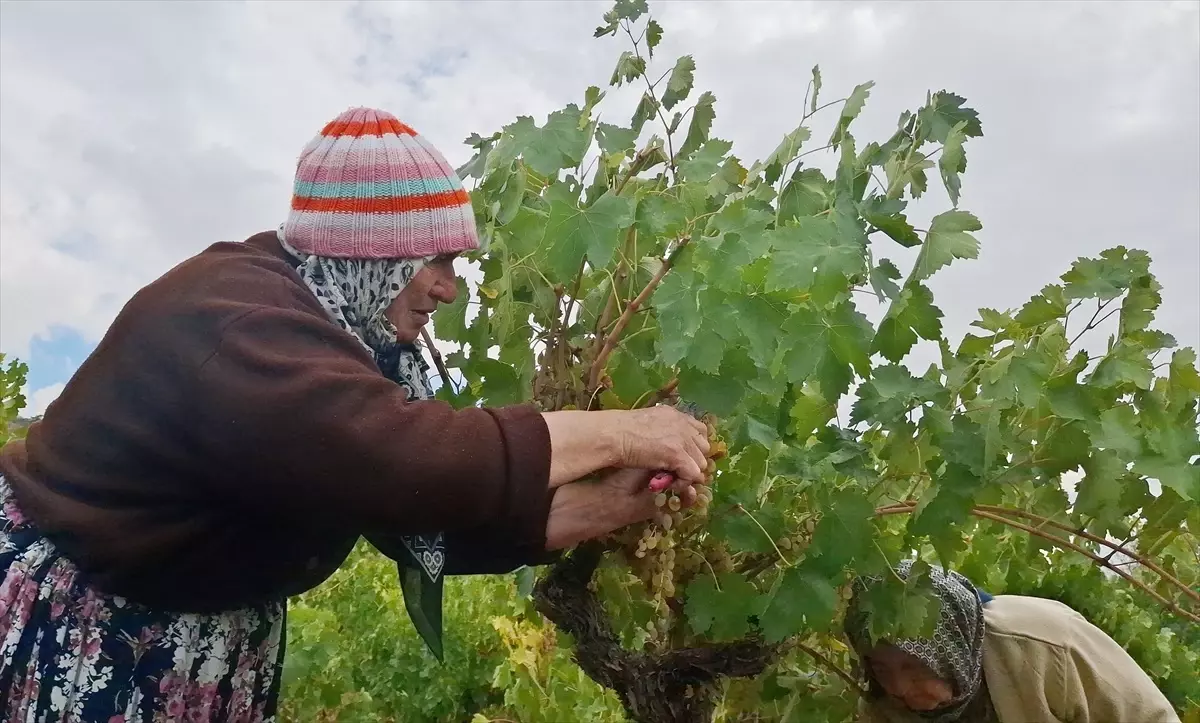 beypazarinda bag bozumu ve pekmez yapimina baslandi UXglffrZ
