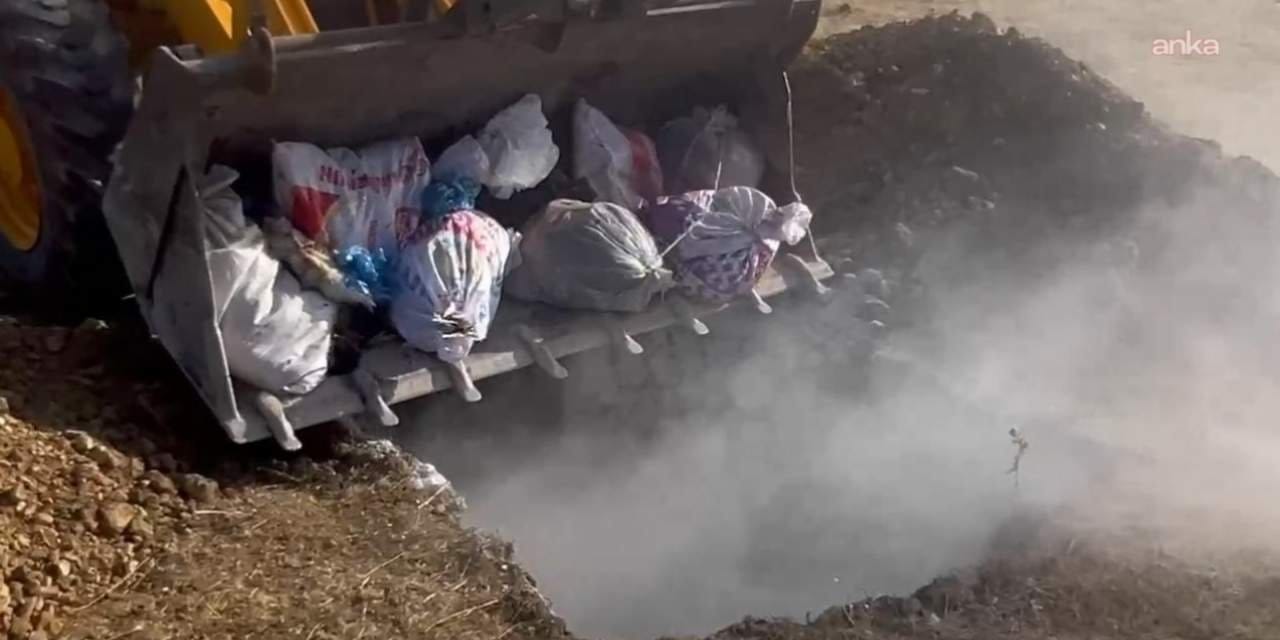 hakkaride hayvan katliami yuzlerce hayvan canli canli gomuldu WYIdCsqJ.jpg