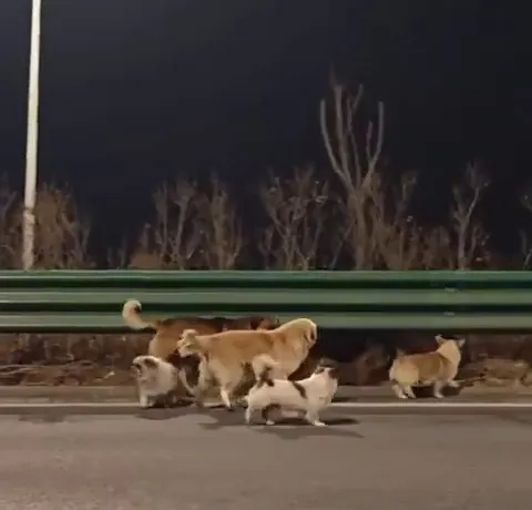 Hırsızların Kamyonundan Kaçan 7 Köpek, 17 Kilometre Yürüyerek Evlerine Döndü