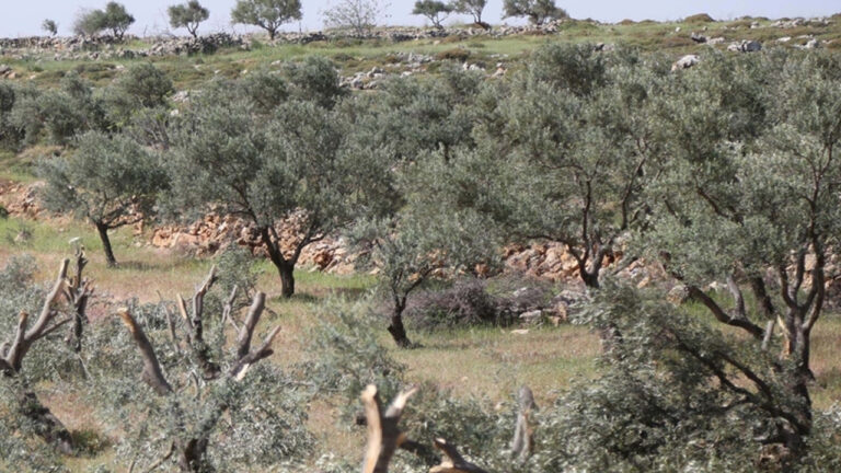 israilliler-ramallah-kentinde-200-zeytin-agacini-soktu-7ZRleEOb