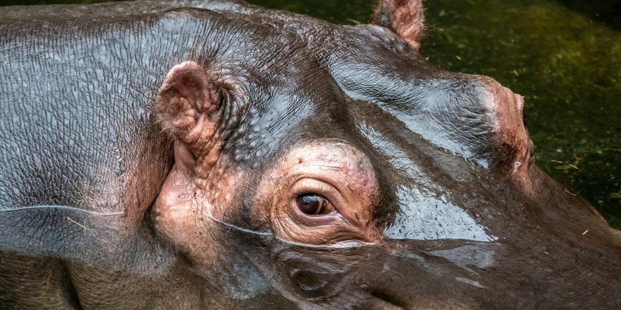 Kolombiya, Escobar’ın Hipopotamlarıyla Çevresel Bir Krizle Yüzleşiyor